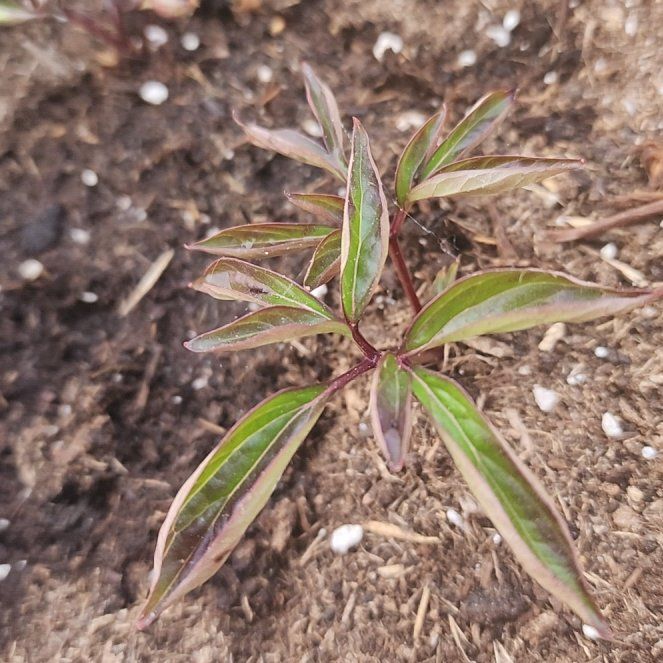 Photo of the plant species Sarah Bernhardt Peony by @MarkedlySoybean named Delilah on Greg, the plant care app