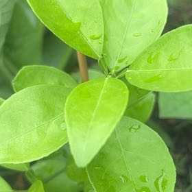 Photo of the plant species Washington Naval Orange by @DarlingCarrot named Prince on Greg, the plant care app