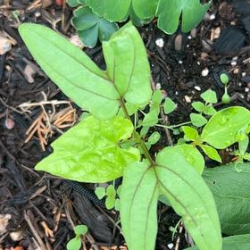 Photo of the plant species Chinese Yam by @DarlingCarrot named Shakira on Greg, the plant care app