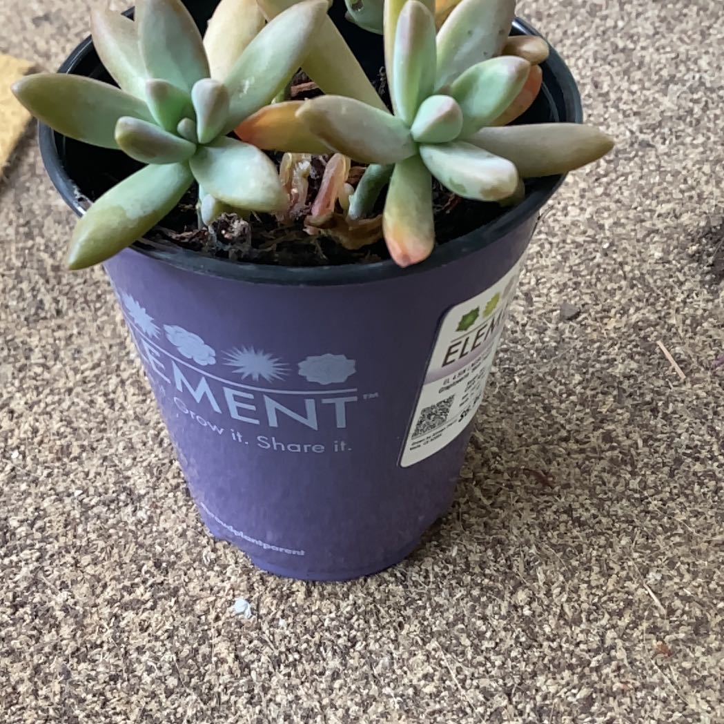 Photo of the plant species Blue pearl by @TenableMaylily named Peter Parker on Greg, the plant care app