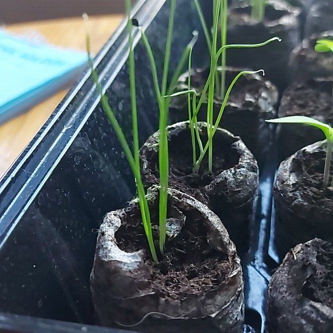 Photo of the plant species Leeks by @ForeverDaisy63 named Kobe on Greg, the plant care app