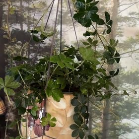 Photo of the plant species Cissus striata by @JuicyChia17 named Wine on Greg, the plant care app