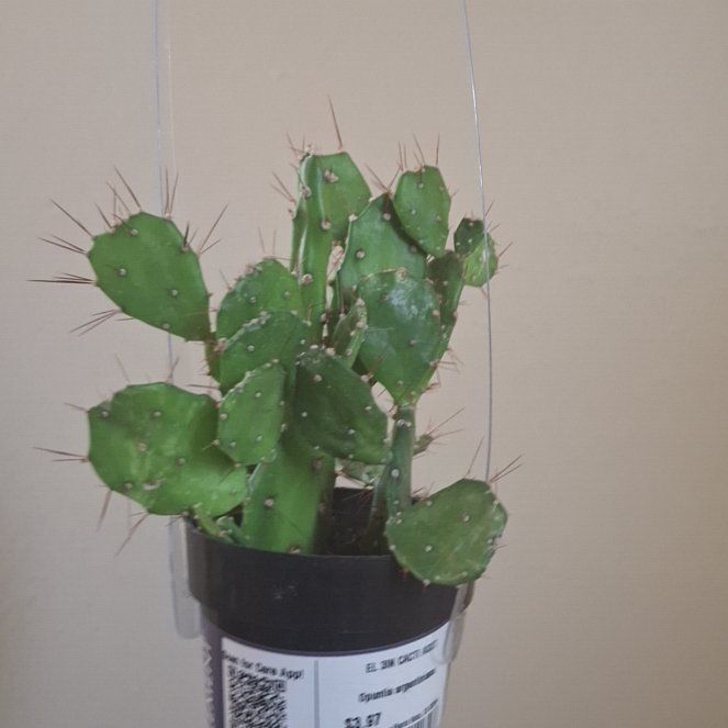 Photo of the plant species Argentine Opuntia by @UncommonOmnom named Osmo on Greg, the plant care app