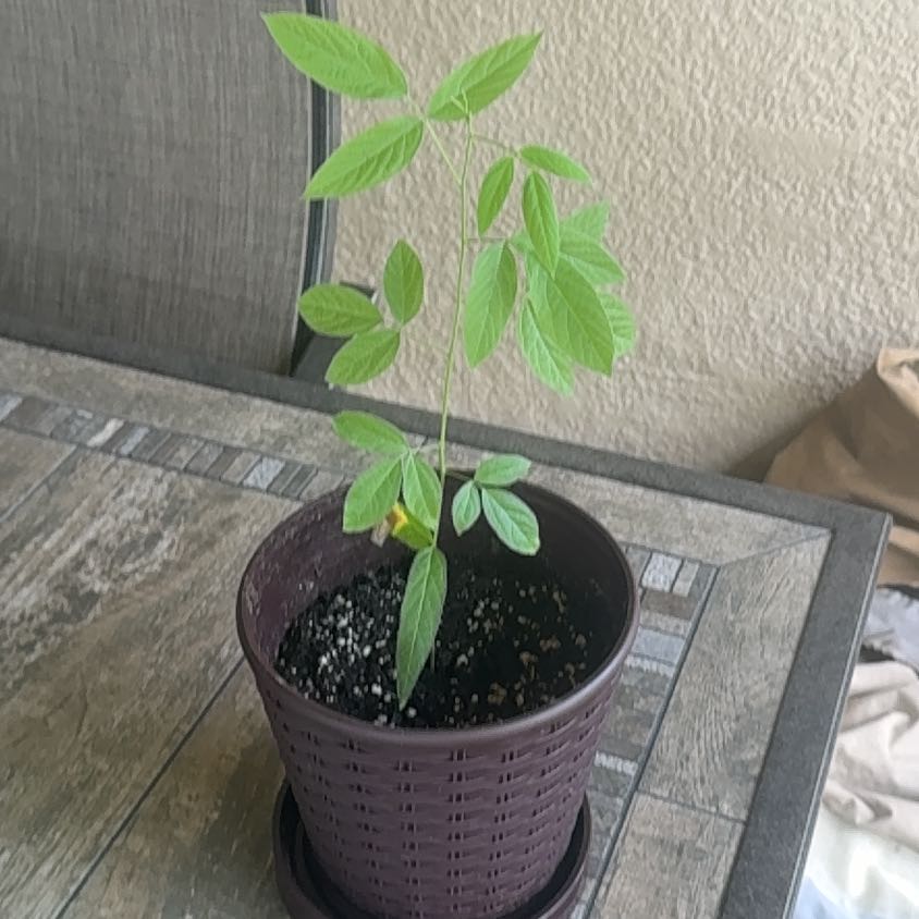Photo of the plant species Wild Pigeon Pea by @Triathlete333 named Willow on Greg, the plant care app