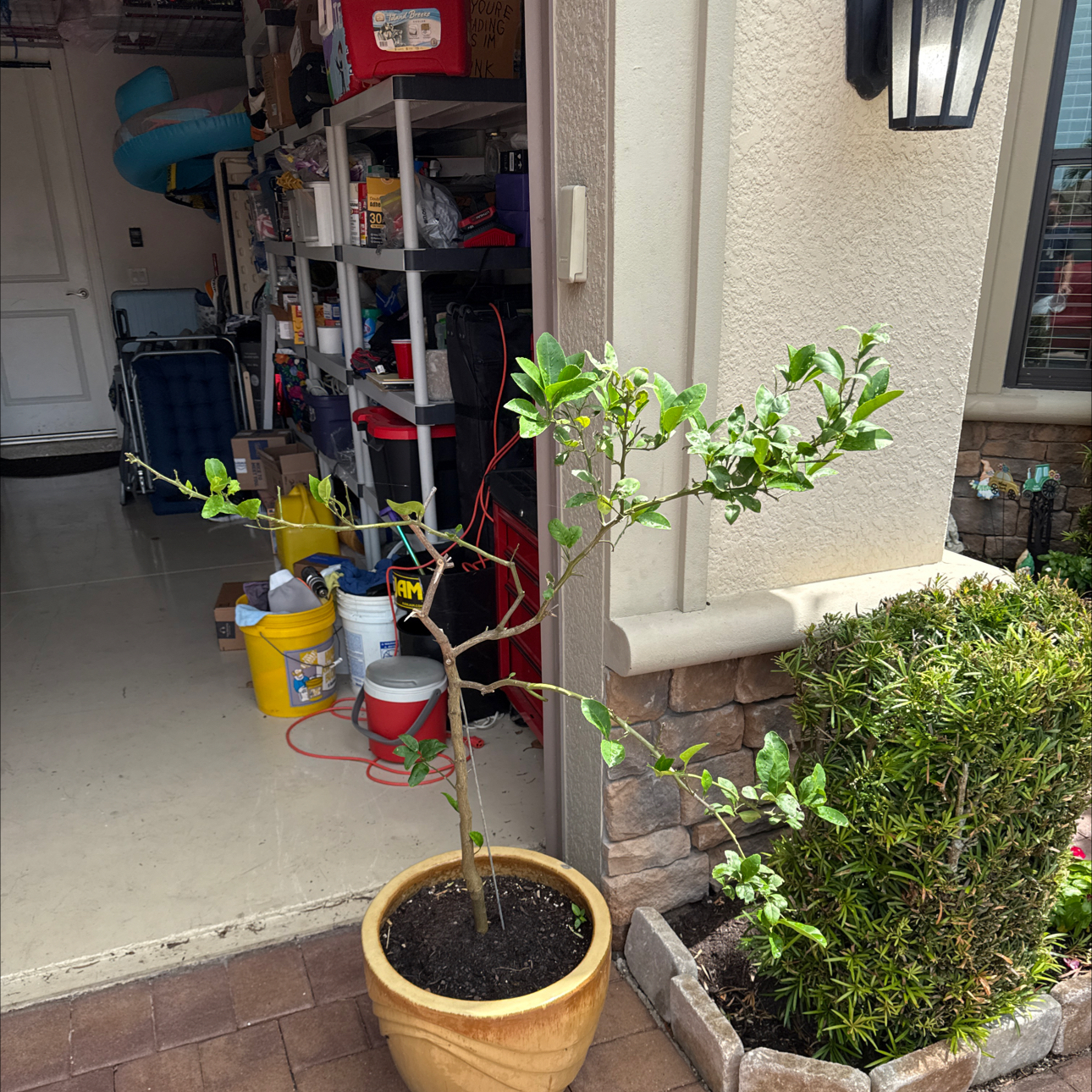 Photo of the plant species Meyers Lemon by @Triathlete333 named Bruce Lee on Greg, the plant care app