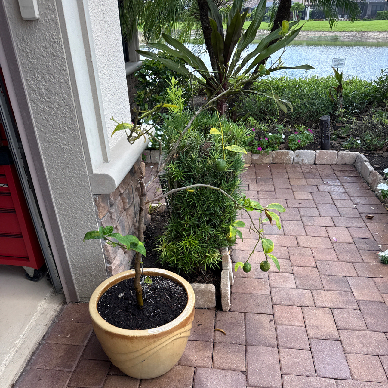 Photo of the plant species Meyers Lemon by @Triathlete333 named Bruce Lee on Greg, the plant care app