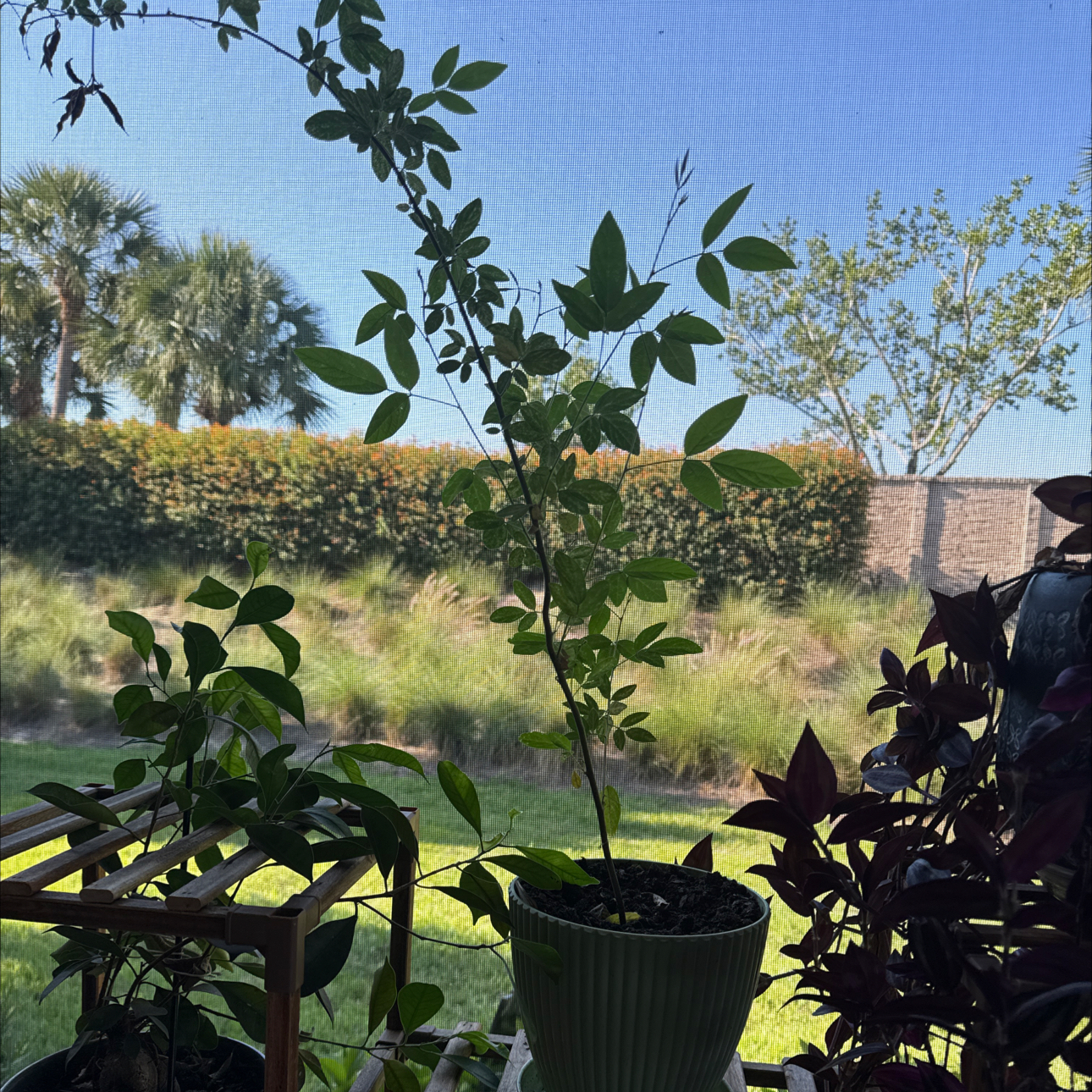Photo of the plant species Wild Pigeon Pea by @Triathlete333 named Khaleesi on Greg, the plant care app