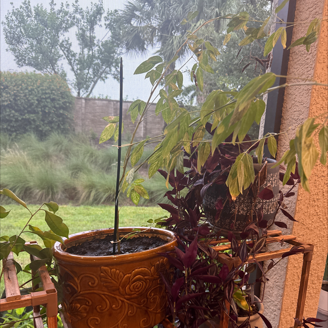 Photo of the plant species Wild Pigeon Pea by @Triathlete333 named Khaleesi on Greg, the plant care app