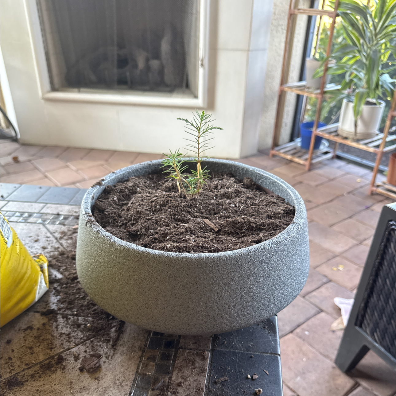 Photo of the plant species Purple Willow 'Reeks' by @Triathlete333 named Planty on Greg, the plant care app