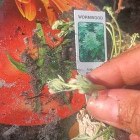Plant care for Artemisia igniaria on Greg, the plant care app