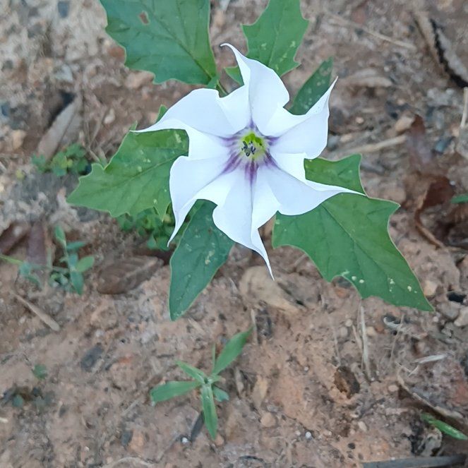 Photo of the plant species Devil's Apple by @PureMandrake49 named Mollie on Greg, the plant care app