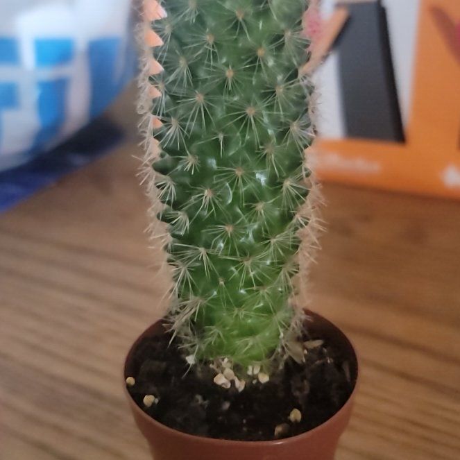 Photo of the plant species Echinopsis 'Rose Quartz' by @ZanyReginairis named Mando on Greg, the plant care app