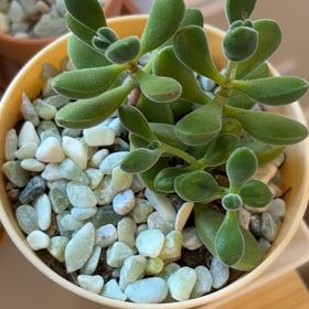 Photo of the plant species Crassula congesta 'Green Beans' by @AnewTipa60 named Lebron on Greg, the plant care app