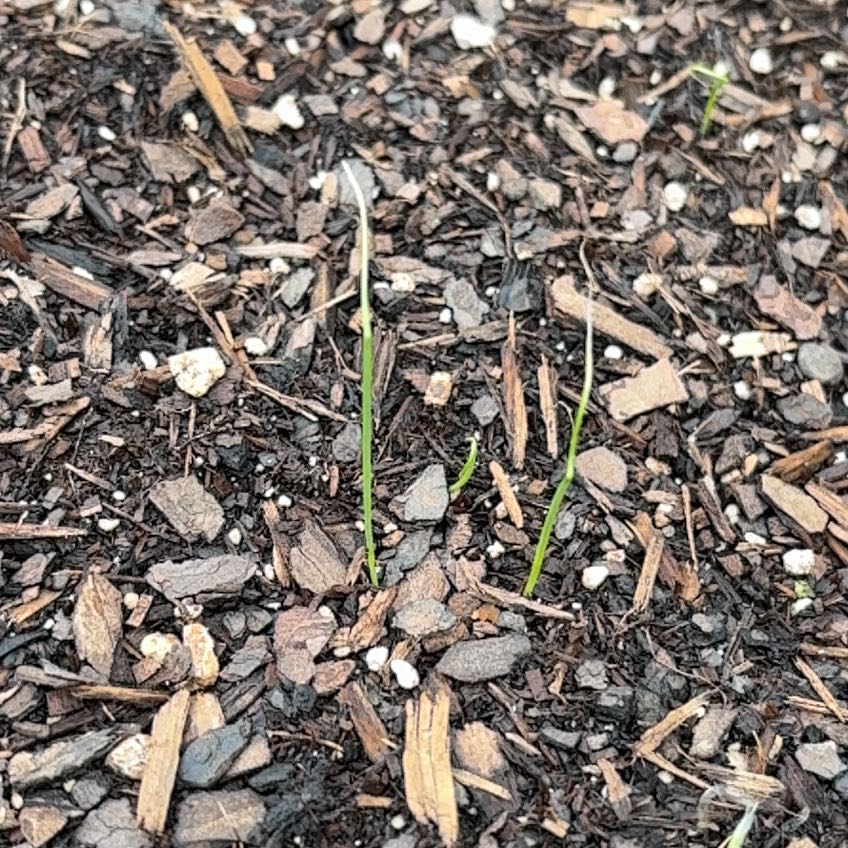 Photo of the plant species Evergreen Bunching Onion by @DashingGollum53 named Navajo on Greg, the plant care app