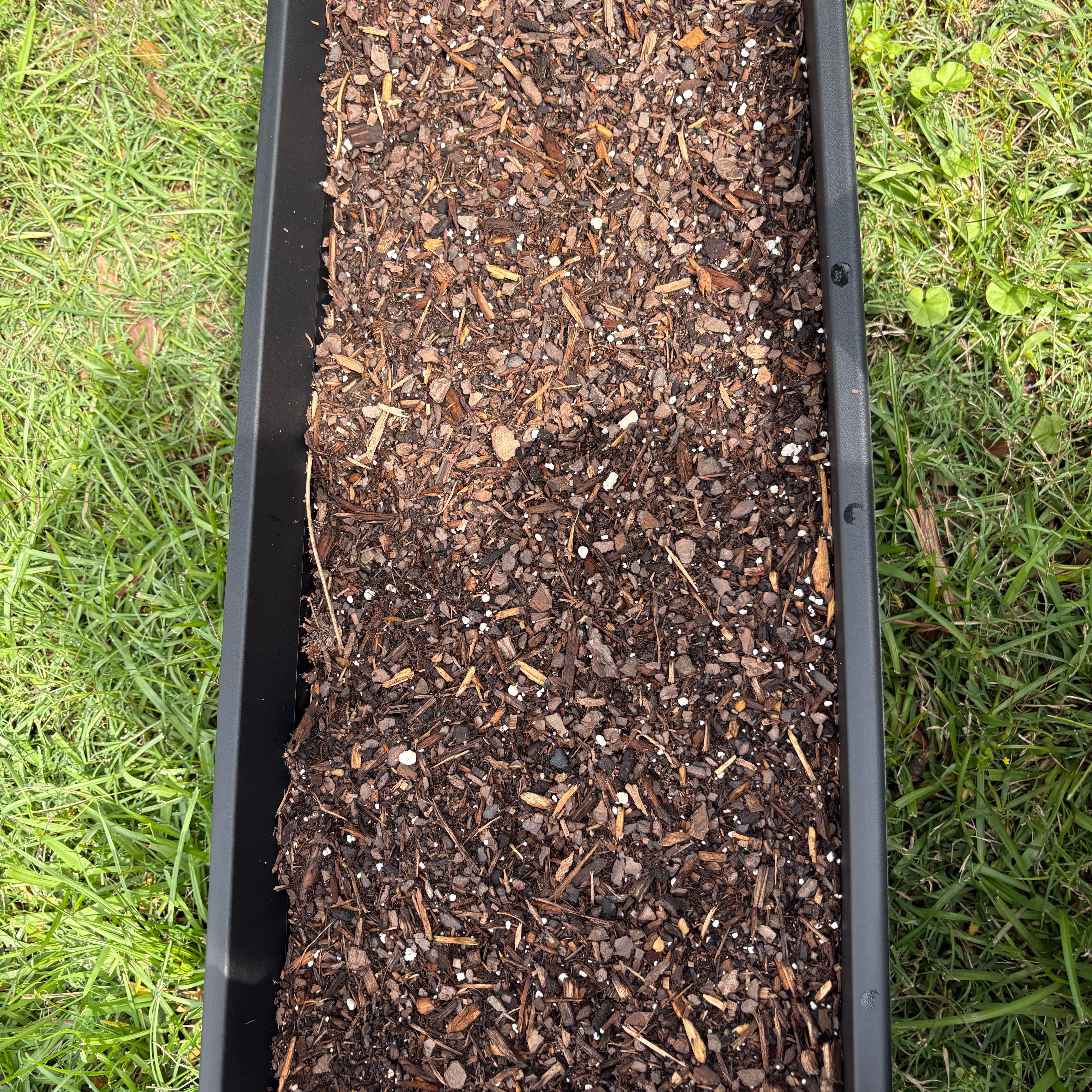 Photo of the plant species Pumpkin by @DashingGollum53 named Captain Plant-it on Greg, the plant care app
