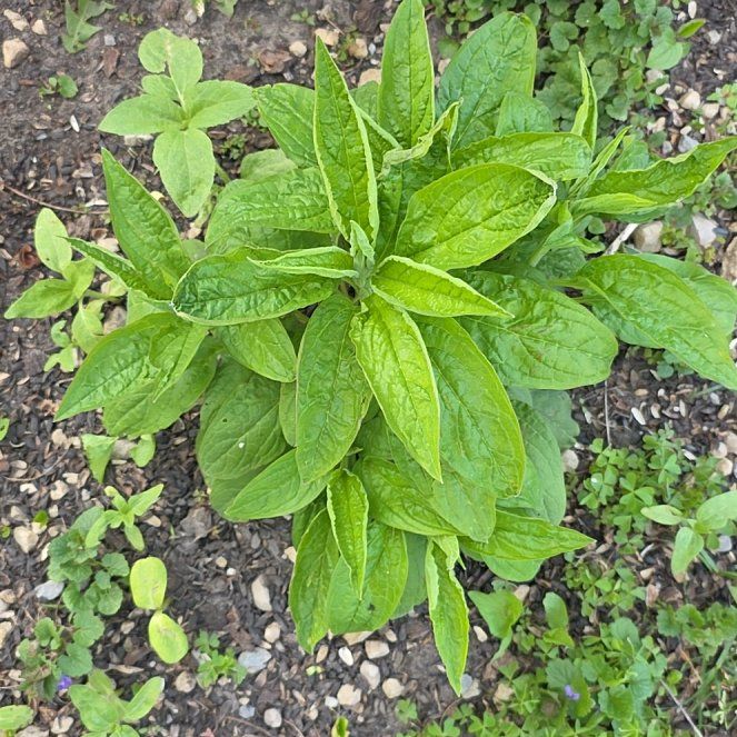 Photo of the plant species Common Hound's-Tongue by @HipClubcoral61 named Keanu Leaves on Greg, the plant care app