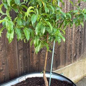 Photo of the plant species Flavortop Nectarine Tree by @MeekSunstar81 named Peter Parker on Greg, the plant care app
