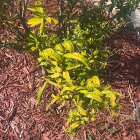 Photo of the plant species Yesterday Today & Tomorrow by @SubtleBoglaurel named Luna on Greg, the plant care app