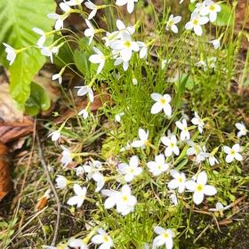 Photo of the plant species Meadow Saxifrage by @Kcounty3 named Fernie Mac on Greg, the plant care app