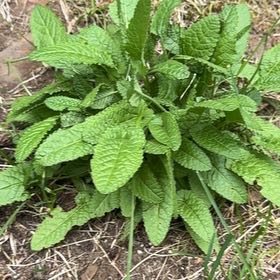 Photo of the plant species Common Hedgenettle by @Kcounty3 named Ronaldo on Greg, the plant care app