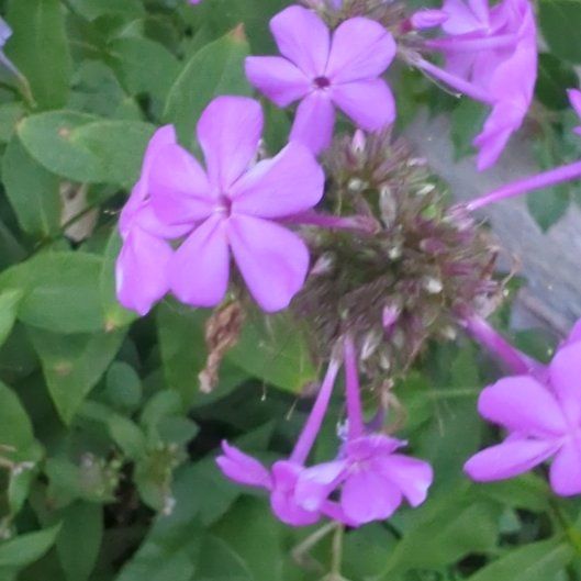 Photo of the plant species Peppermint Twist by @MiraculousIvy named Bieber on Greg, the plant care app
