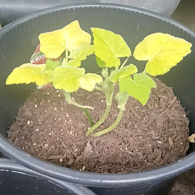 Photo of the plant species Yellow Crookneck Squash by @LovableTearose named Kesha on Greg, the plant care app