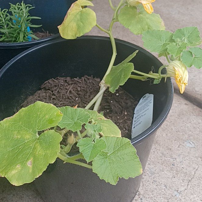 Photo of the plant species Kabocha Squash by @LovableTearose named Eva on Greg, the plant care app