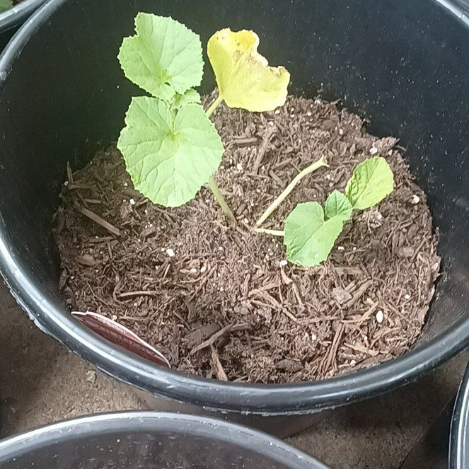 Photo of the plant species Cantaloupe 'Sugar Ketch' by @LovableTearose named Aria on Greg, the plant care app