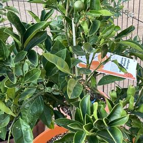 Photo of the plant species Washington Naval Orange by @TryArugula77 named Naomi on Greg, the plant care app