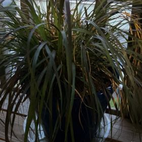 Photo of the plant species Purple Fountain Grass by @SharpBrunfelsia named Stella on Greg, the plant care app