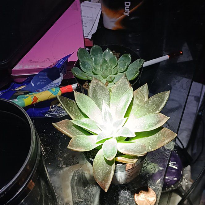 Photo of the plant species Echeveria 'Panthera' by @CleanAdelinia53 named crow flower on Greg, the plant care app