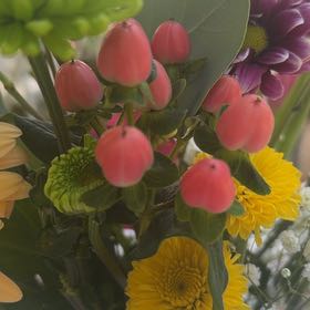 Photo of the plant species Tutsan by @MeekPurei39 named Bieber on Greg, the plant care app