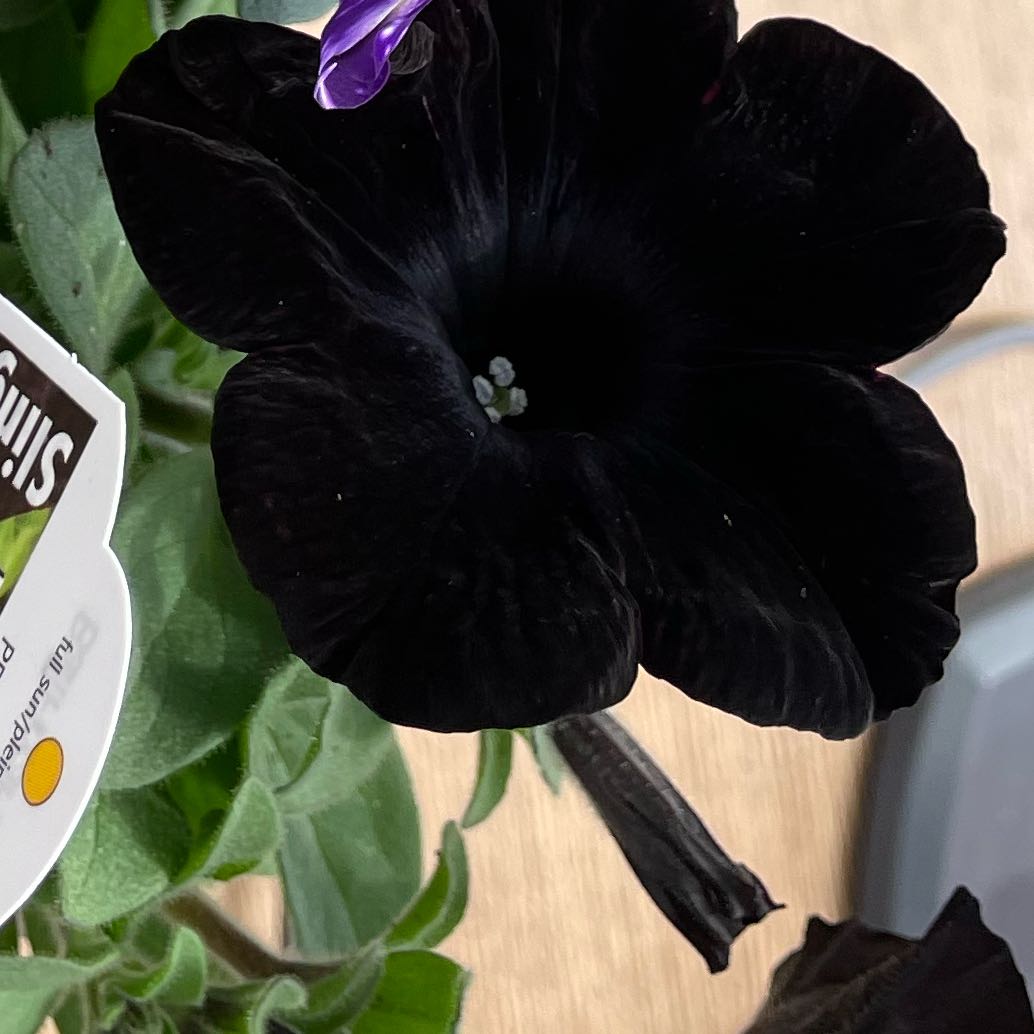 Photo of the plant species Phantom Black Petunia by @GleefulBreadnut named magic on Greg, the plant care app