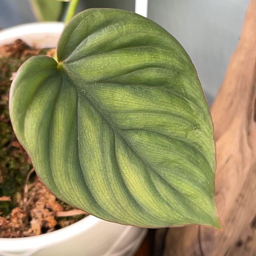 Photo of the plant species Silver Columbia Philodendron by @CultivatedMum3 named Tolkien on Greg, the plant care app