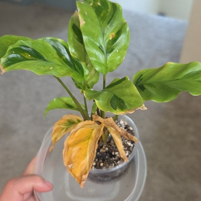 Photo of the plant species Calathea 'Thai Beauty' by @HipMorombe81 named Spike Leaves on Greg, the plant care app