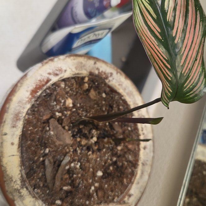 Photo of the plant species White Star by @HipMorombe81 named Stella on Greg, the plant care app