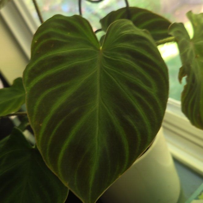 Photo of the plant species Philodendron 'Verrucosum' by @HipMorombe81 named James Dean on Greg, the plant care app