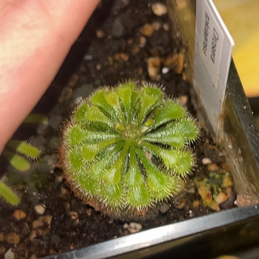 Photo of the plant species Tokaiensis Sundew by @HeadCherryred named Rihanna on Greg, the plant care app