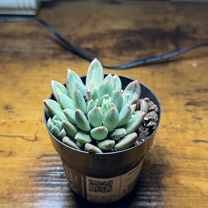Photo of the plant species Pachyveria Spring Bouquet by @SentinelOlneya named James on Greg, the plant care app