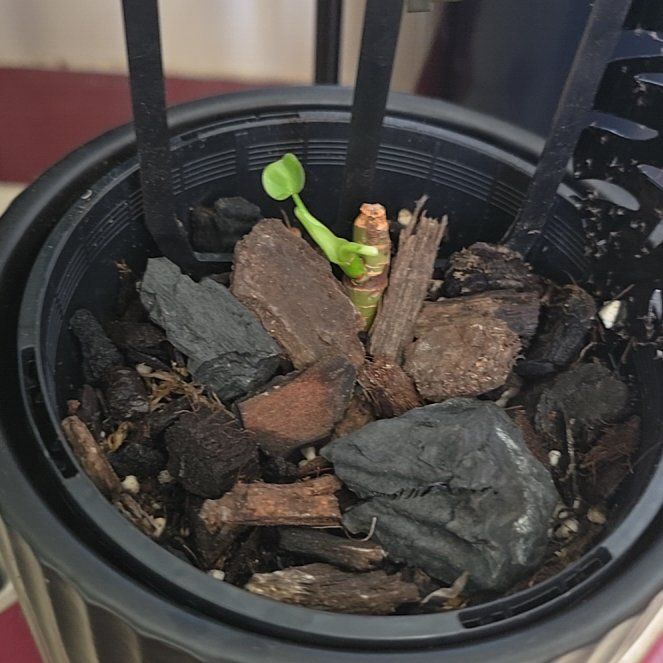 Photo of the plant species Philodendron 'Glorius' by @MilaPlants named Curie on Greg, the plant care app