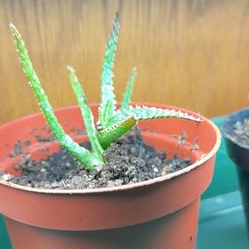 Photo of the plant species Purple Haze by @ZappyDragonwing named Lavender on Greg, the plant care app