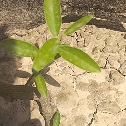 Photo of the plant species Rough Lemon by @rafay named Lemonade on Greg, the plant care app