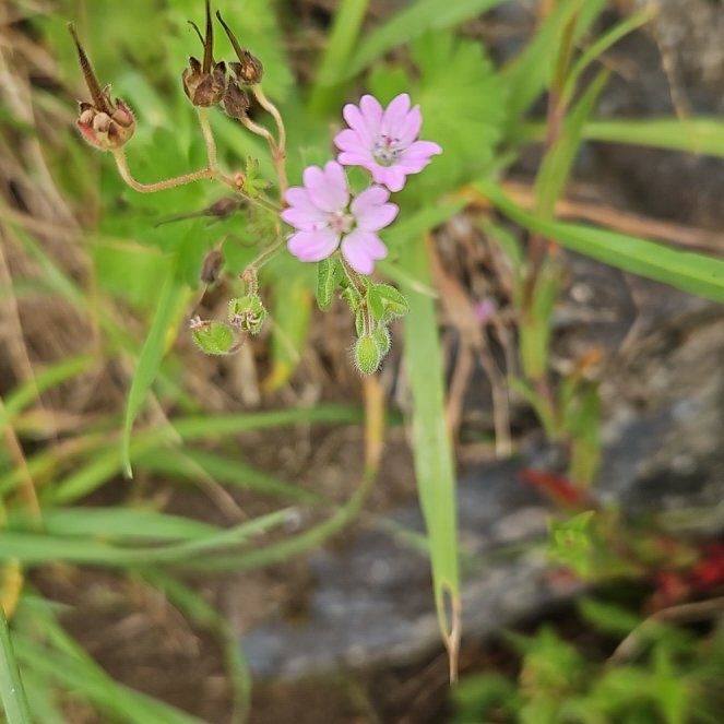 Photo of the plant species Dovefoot Geranium by @EarthySwisspine named Rosa on Greg, the plant care app