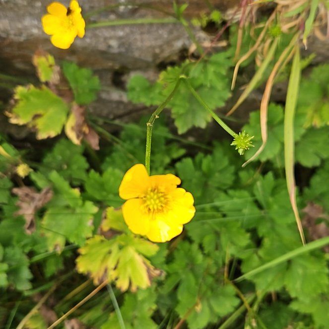 Photo of the plant species Creeping Buttercup by @EarthySwisspine named Bieber on Greg, the plant care app