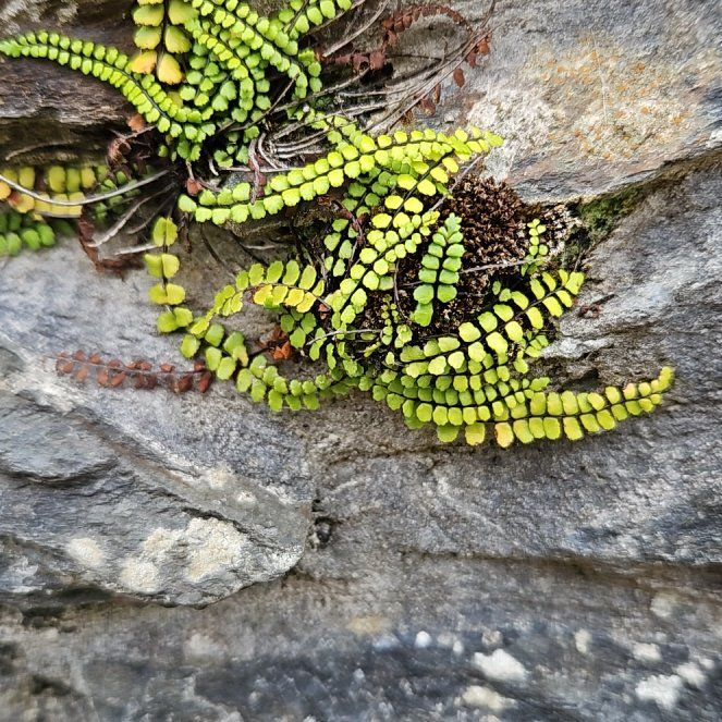 Photo of the plant species Maidenhair Spleenwort by @EarthySwisspine named Kendall on Greg, the plant care app
