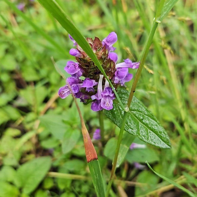 Photo of the plant species Common Selfheal by @EarthySwisspine named Nithin on Greg, the plant care app