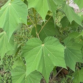 Photo of the plant species Cotton Rosemallow by @FashionerKiekie named Marilyn on Greg, the plant care app
