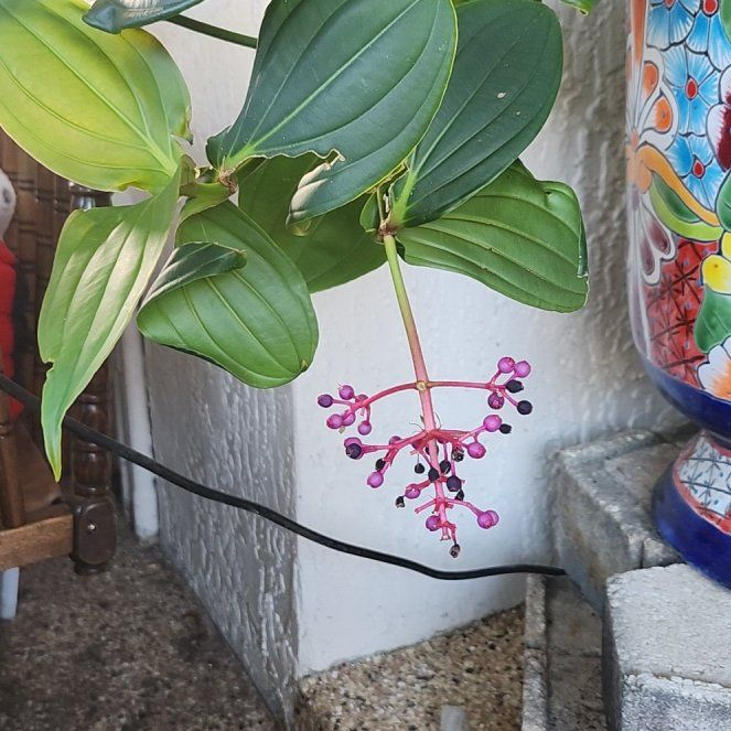 Photo of the plant species Malaysian Orchid by @NiceArugula0 named Orlando Bloom on Greg, the plant care app
