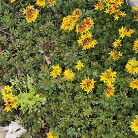 Photo of the plant species Spreading Stonecrop by @LuckyKale86 named Fernie Mac on Greg, the plant care app