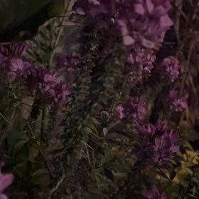 Photo of the plant species Cleome Hassleriana by @LuckyKale86 named Sigmund on Greg, the plant care app